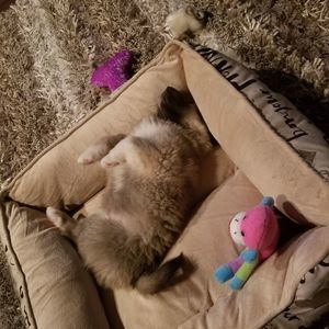 Meet your Posher, Harley